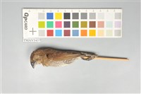 藏品(斑文鳥)的圖片